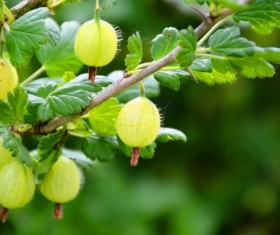 Green Gooseberry Stock Photo 04