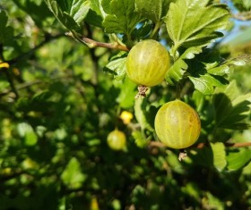Green Gooseberry Stock Photo 05