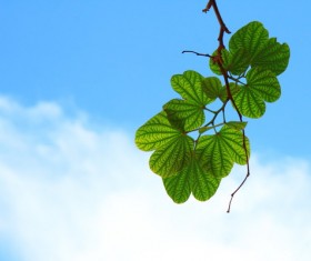 Green and fresh leaves Stock Photo
