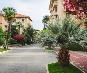Green belt with tropical plants HD picture