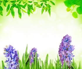 Green leaf hyacinth background HD picture