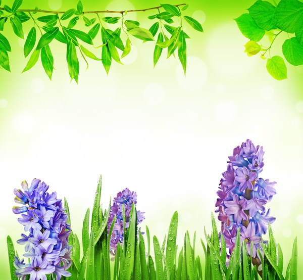 Green leaf hyacinth background HD picture