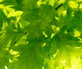 Green leaves Stock Photo 02