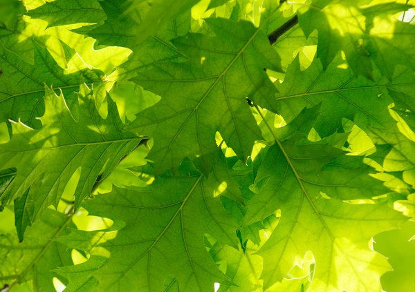 Green leaves Stock Photo 02