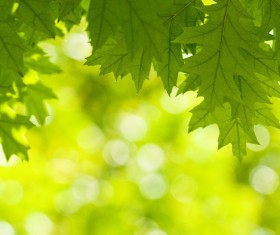 Green leaves Stock Photo