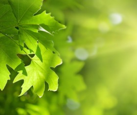 Green leaves Stock Photo 04