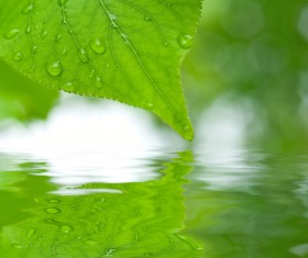 Green leaves Stock Photo 05