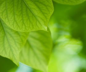 Green leaves Stock Photo 06