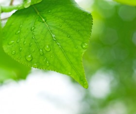 Green leaves Stock Photo 07