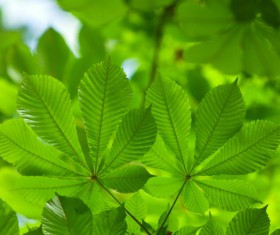 Green leaves Stock Photo 08