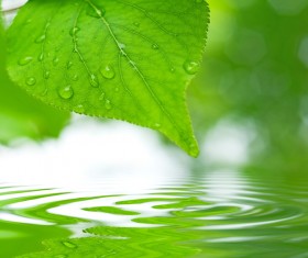 Green leaves Stock Photo 09