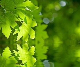 Green leaves Stock Photo 11