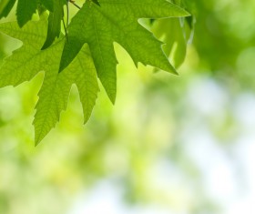 Green leaves Stock Photo 12