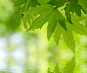 Green leaves Stock Photo 13