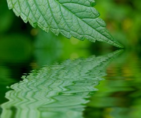Green leaves Stock Photo 14