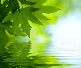 Green leaves Stock Photo 15