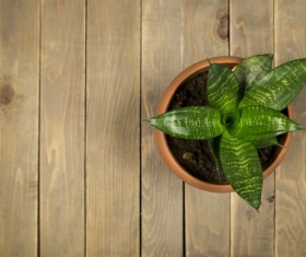 Green plant potted plants HD picture 01