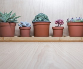 Green plant potted plants HD picture 02