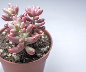 Green plant potted plants HD picture 03