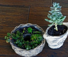 Green plant potted plants HD picture 04