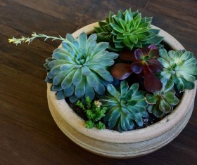 Green plant potted plants HD picture 05