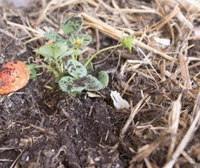 Grow strawberries HD picture