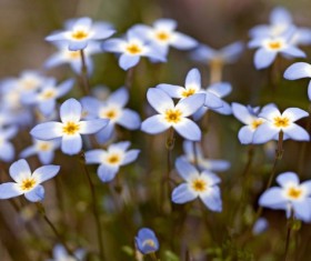 High-definition macro blue flowers Stock Photo
