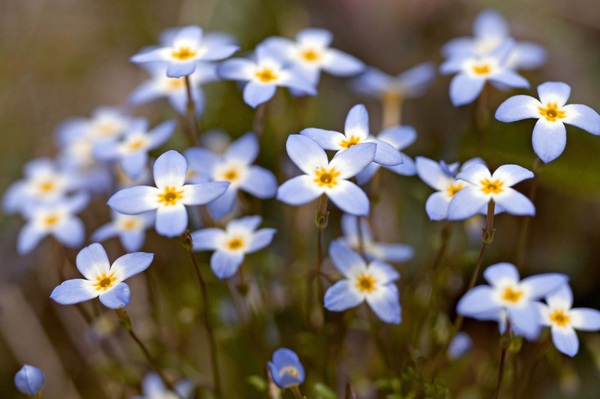 High-definition macro blue flowers Stock Photo