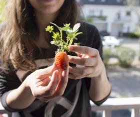 Holding strawberry seedlings HD picture