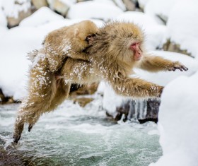 Jumping monkey Stock Photo