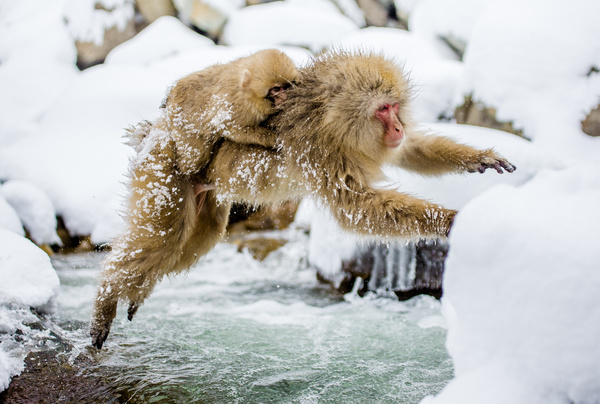 Jumping monkey Stock Photo