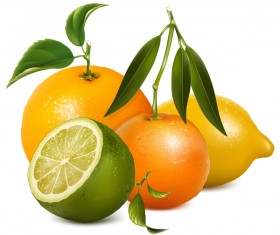 Lemon with citrus and leaves vector 01