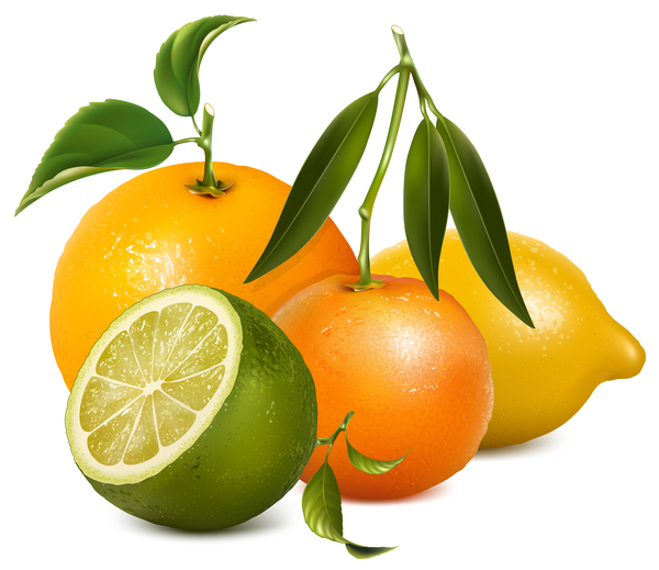 Lemon with citrus and leaves vector 01