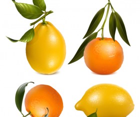Lemon with citrus and leaves vector 02