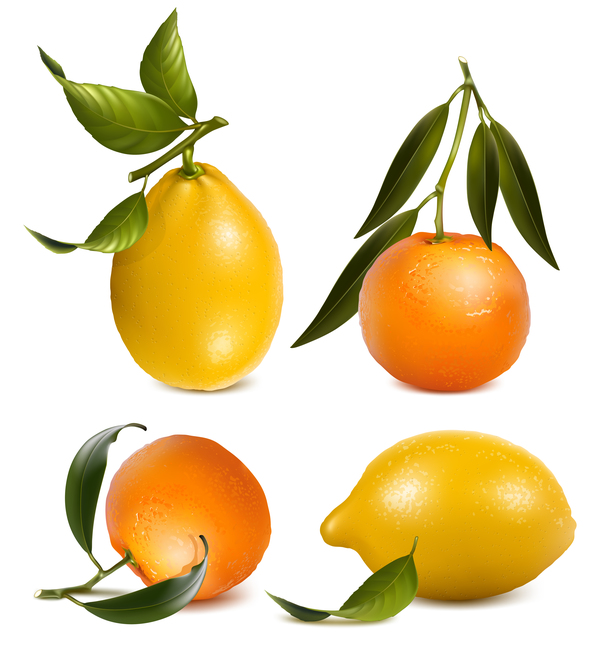Lemon with citrus and leaves vector 02