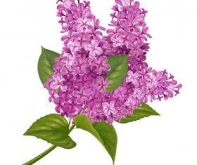 Lilac beautiful illustration vector 01
