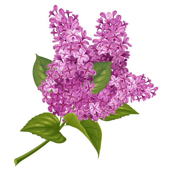 Lilac beautiful illustration vector 01 free download