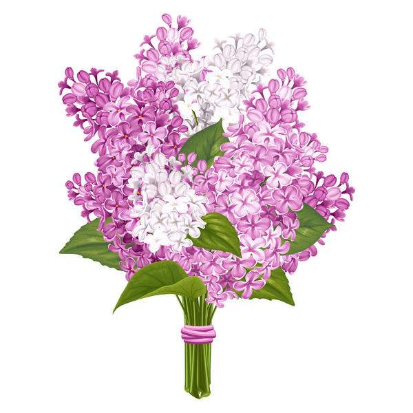 Download Lilac beautiful illustration vector 02 free download