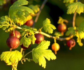 Gooseberry Stock Photo