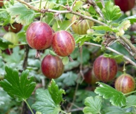 Mature Gooseberry Stock Photo 03