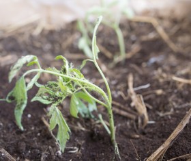 New planting seedlings HD picture