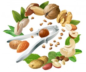 Nuts frame vector material 01