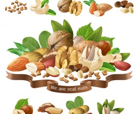 Nuts labels vector 02