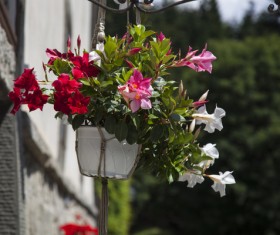 Ornamental potted plants HD picture