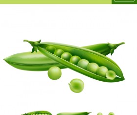 Pea realistic vectors