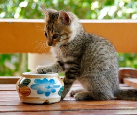 Pet kitten Stock Photo