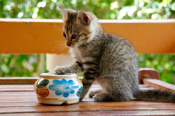 Pet kitten Stock Photo