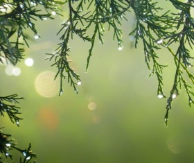 Pine rain drops Stock Photo