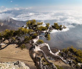 Pines and clouds Stock Photo