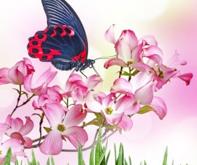 Pink Tropical Flower Butterfly Stock Photo